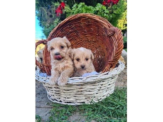 Κουτάβια Maltipoo